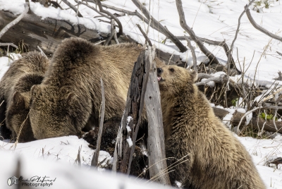 Snow and Cubs YNP May 2025